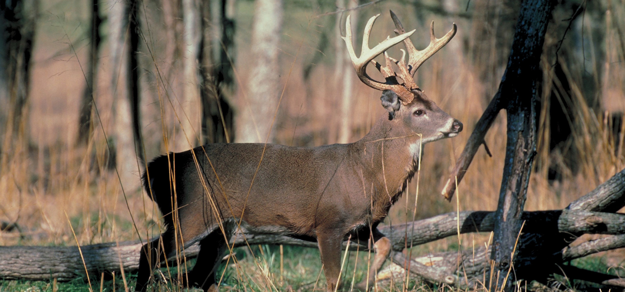 White Tail Cruising